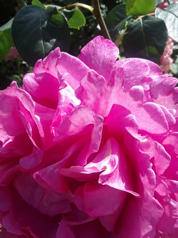 Fuschia Rose in Brentwood Gardense brentwood Print