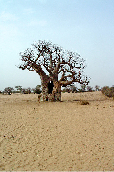 Boabab Tree Print