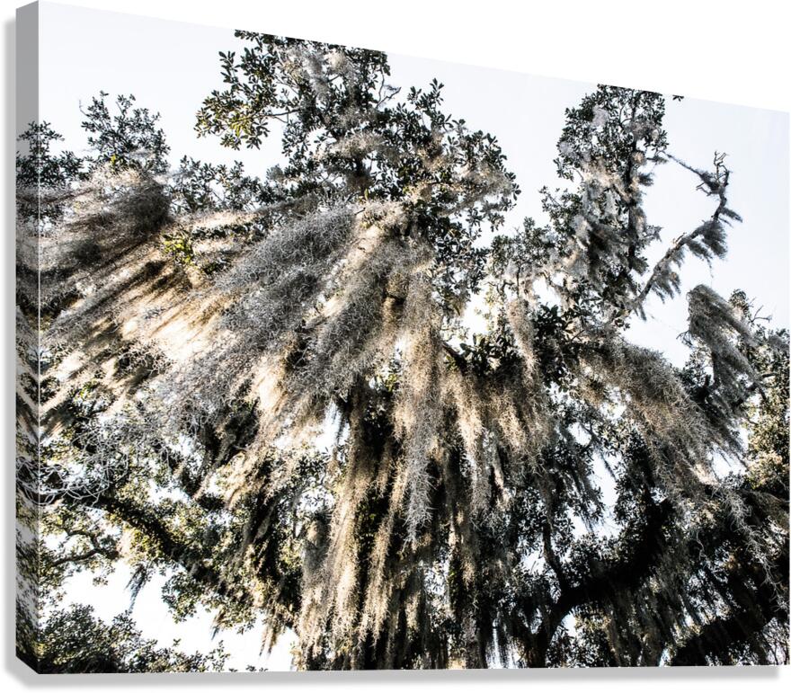 stJohnOakTree Canvas Print