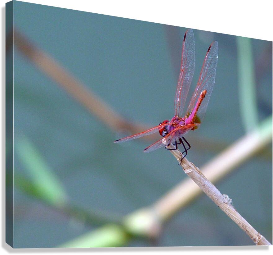 Dragon Dance Canvas Print