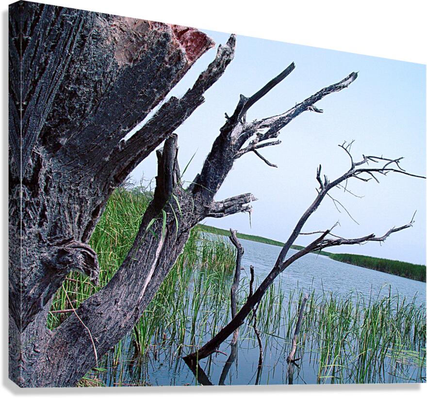 Marsh Land Canvas Print