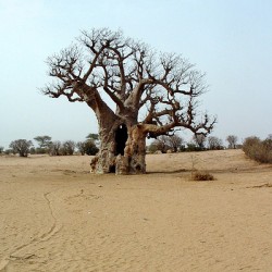 Boabab Tree