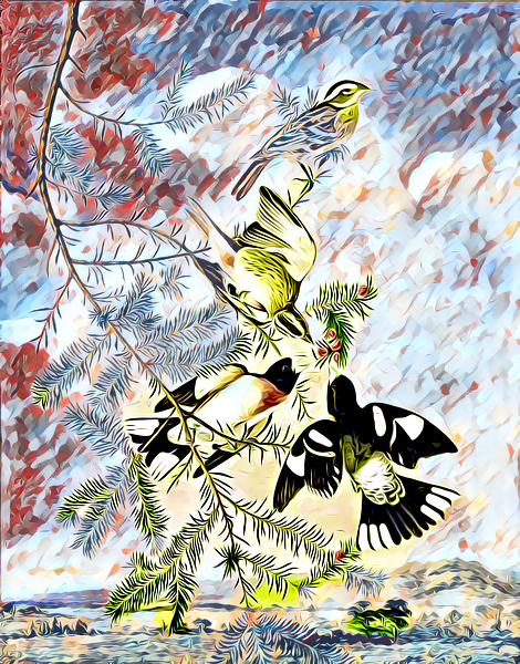 Rose Breasted Grosbeak c.1830 dig imp2 Print