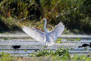 DSC05522 Mejorado NR