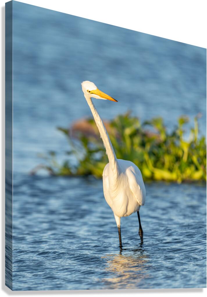 DSC02655 Canvas Print