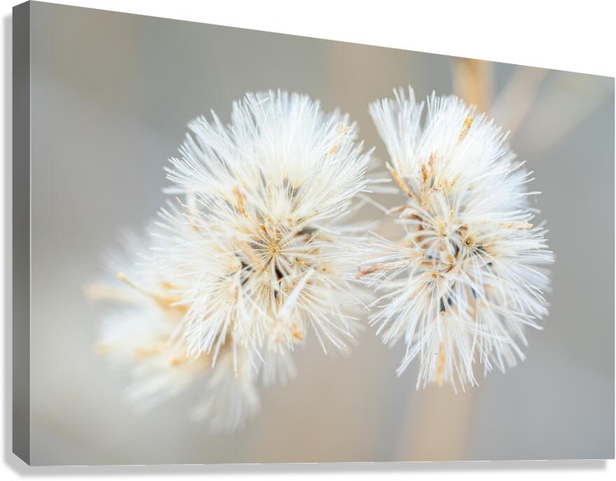 DSC03431 Canvas Print