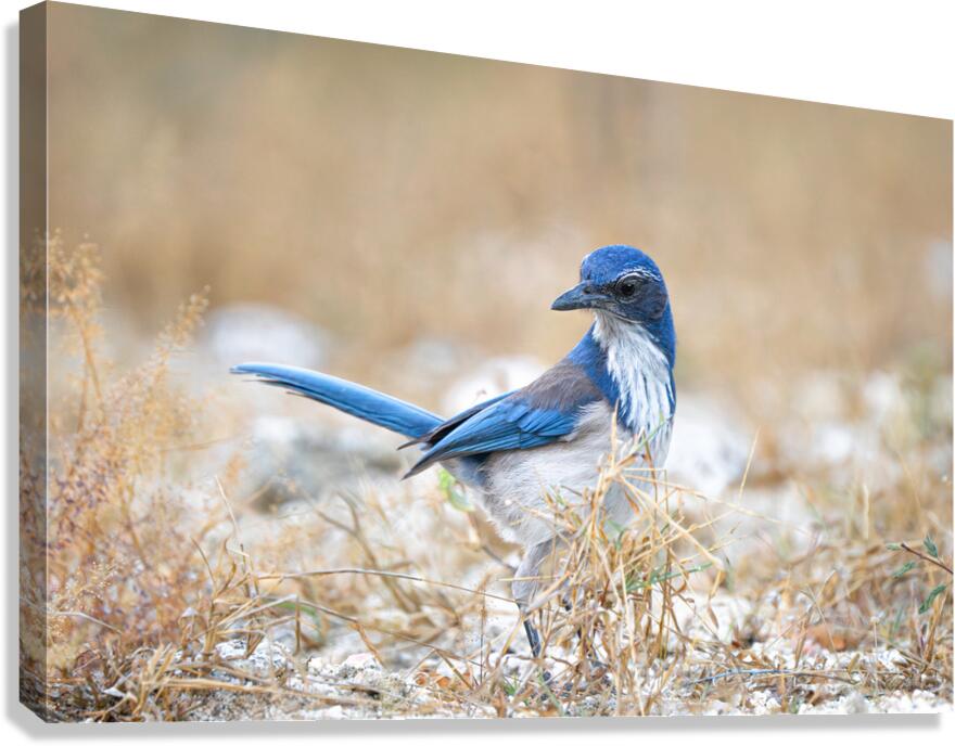 DSC00890 Canvas Print