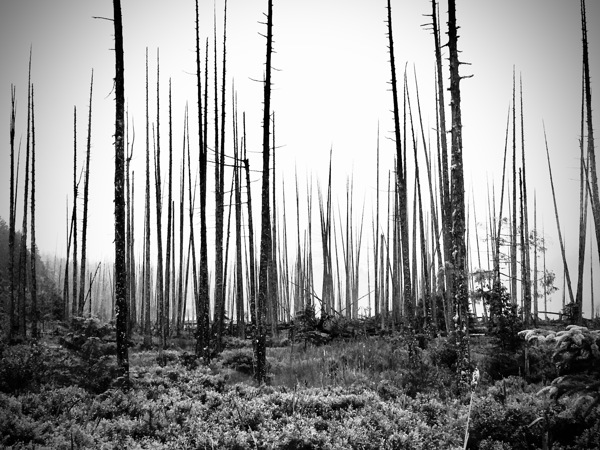 My morning walks  2 by Brian Mosby