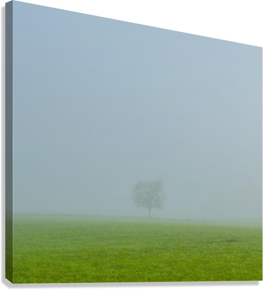 The P Tree Canvas Print