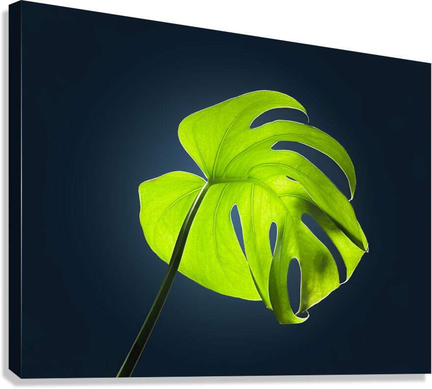 Monstera Canvas Print