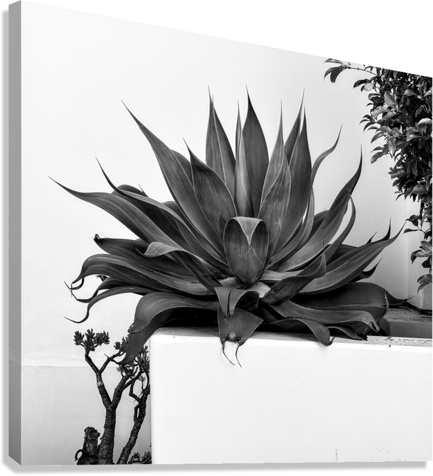 Serpents Canvas Print