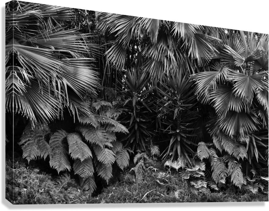 Primordial 2 Canvas Print