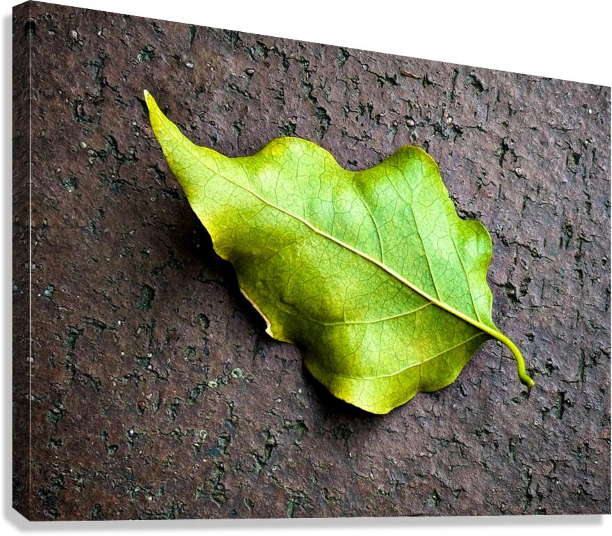 Fall Canvas Print