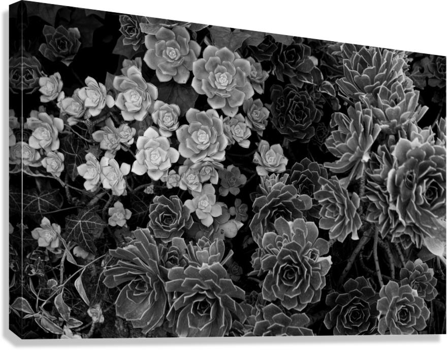 Canopy Canvas Print