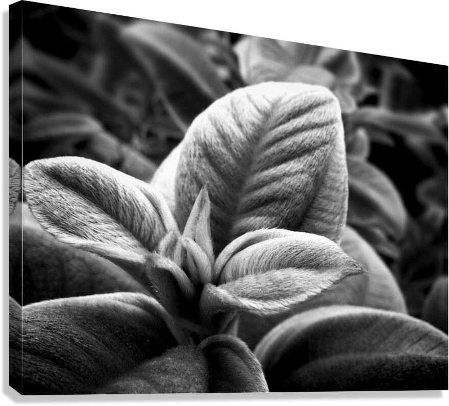 Warmth Canvas Print