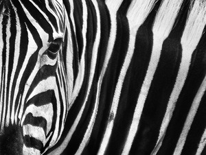 Zebra In Close