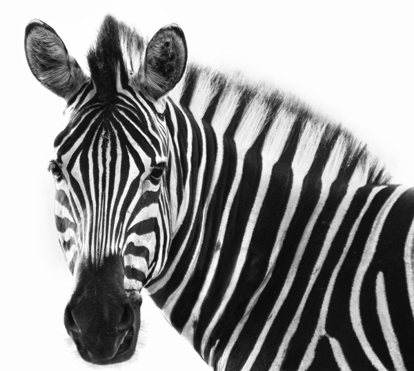 Zebra  Print