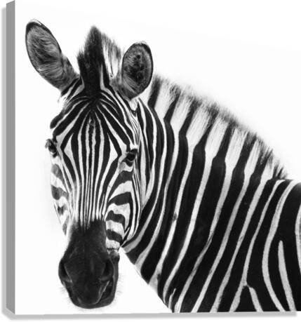 Zebra  Canvas Print