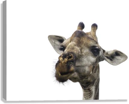 Giraffe  Head Canvas Print