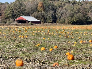 The Leftovers Pumpkin