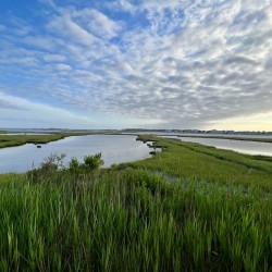 Fenwick Wetlands