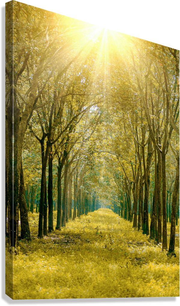 Tree road Canvas Print
