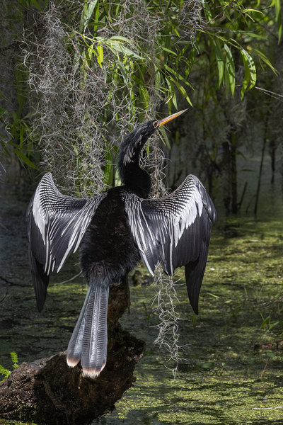 Anhinga Print