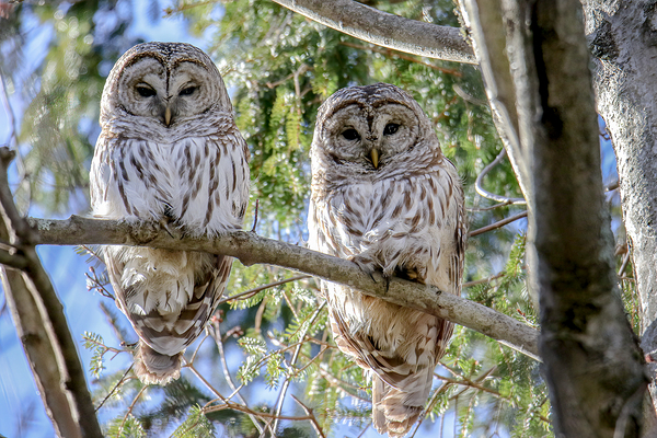 Two Barred Owls Print