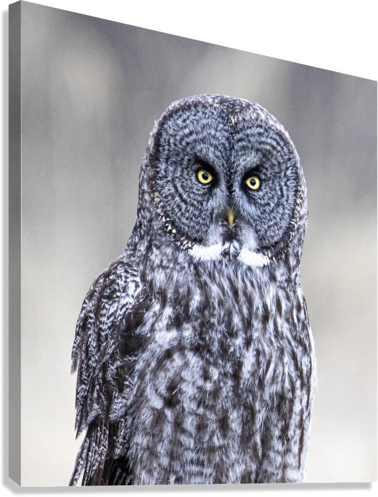Summize Canvas Print