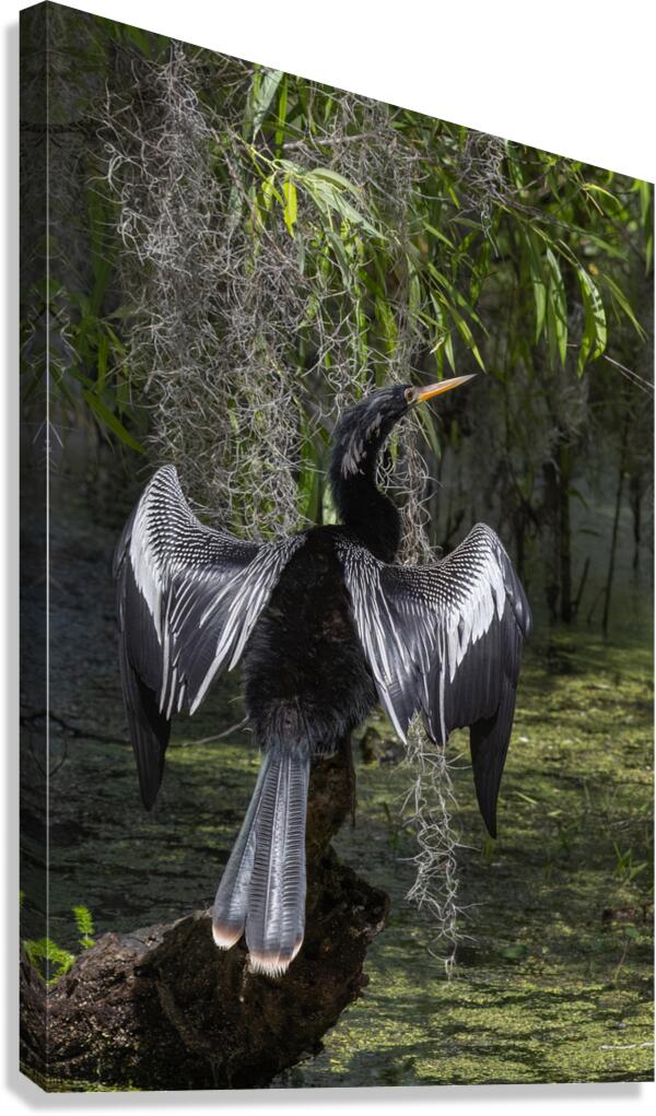Anhinga Canvas Print