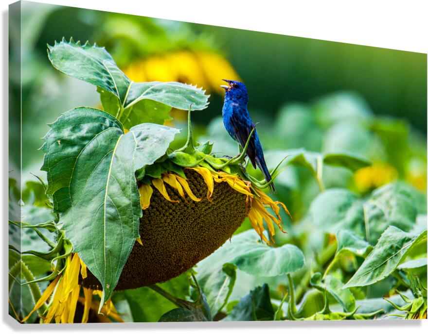 Sunflower Canvas Print