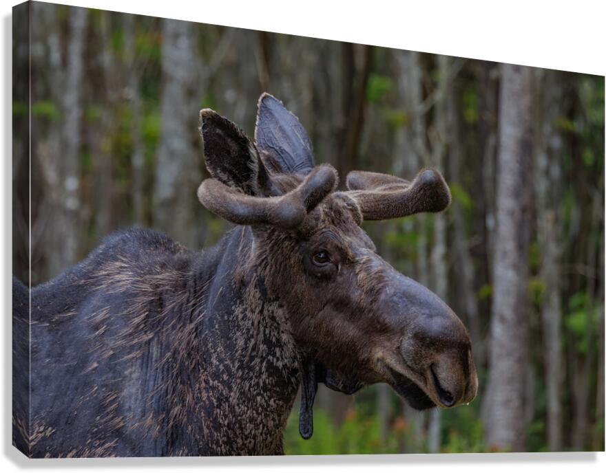 Larry Canvas Print