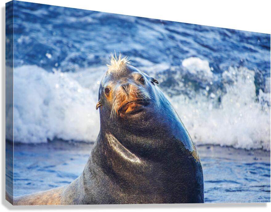 Guy Searie Canvas Print