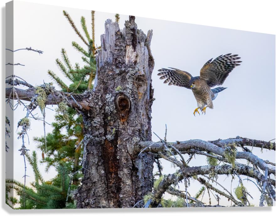 Sharp Shinned Hawk Canvas Print