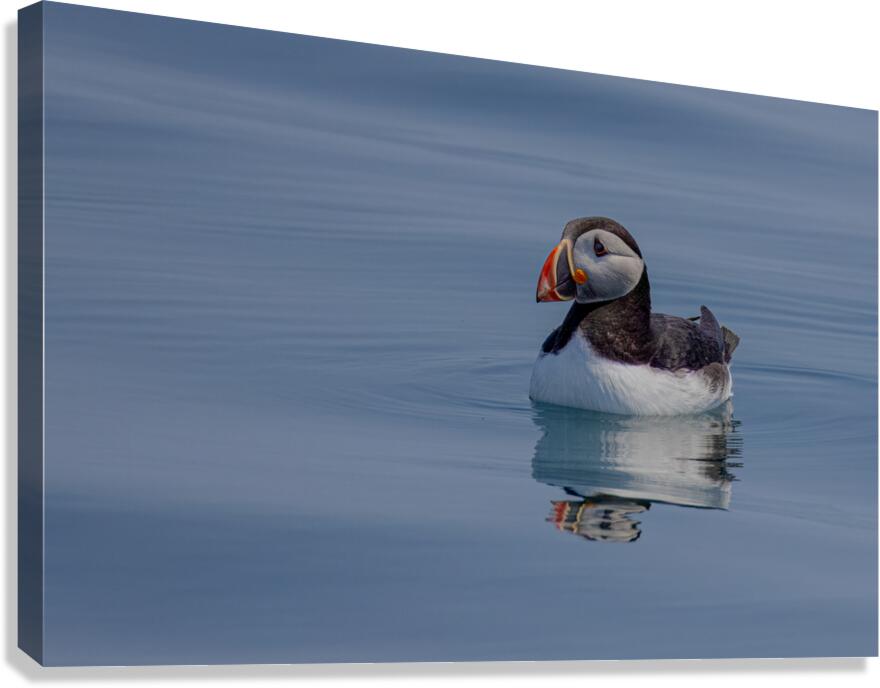 Contemplation Canvas Print