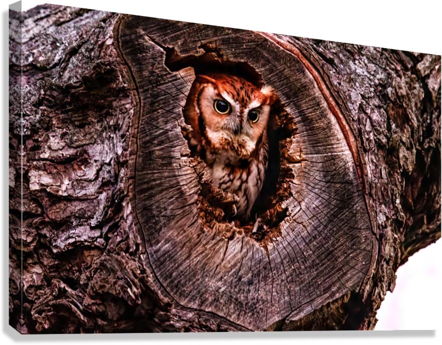 Redamorphasis Canvas Print