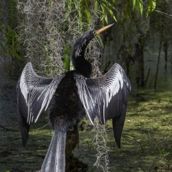 Anhinga