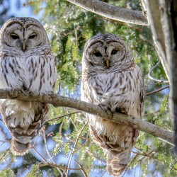 Two Barred Owls