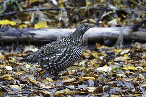 Sharp Tail Grouse   Feeding