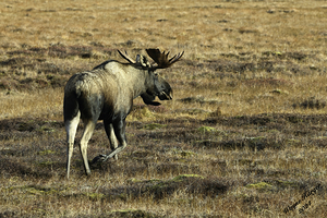 Bull Moose   I m watching You