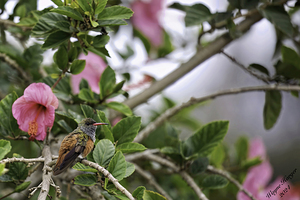 Humming Bird