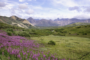 Denali Meadow   Gateway to Heaven