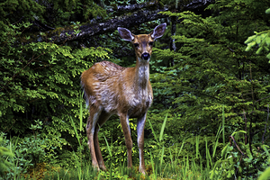 Black Tail Deer Look at Me