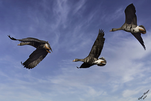 Greater White Fronted Goose   Flying North.