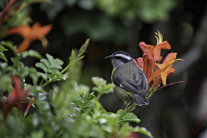 Bananaquit