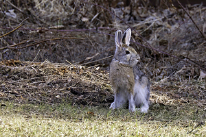 Snowshoe Hare