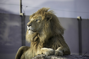 Lion   The King