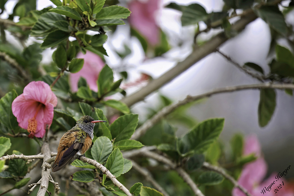 Humming Bird Print