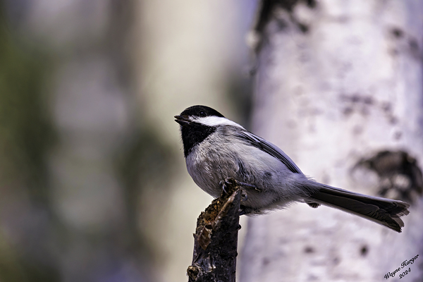 Black Capped Chickadee Print