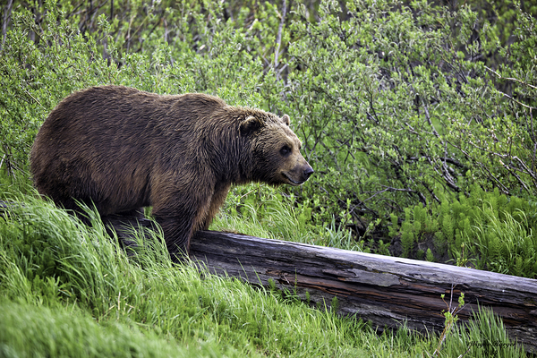 Brown Bear Print